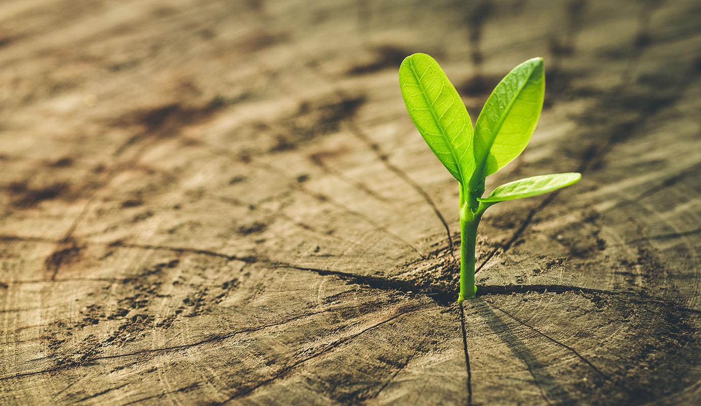small plant on earth
